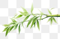 PNG Bamboo branch plant herbs transparent background