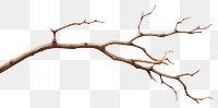 PNG Tree branch plant transparent background