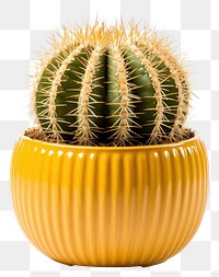 PNG Cactus plant white background barrel cactus. AI generated Image by rawpixel.