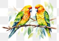 PNG Parrot animal bird  