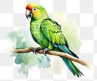 PNG Parrot animal green bird. 