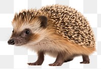 PNG Hedgehog porcupine animal mammal. 