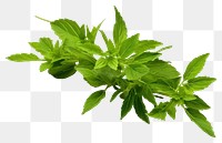 PNG Herbs plant leaf transparent background