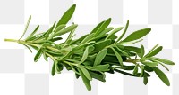 PNG Herbs plant leaf transparent background