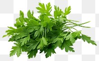 PNG Herbs parsley plant transparent background