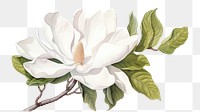 PNG Flower magnolia blossom plant. 