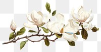 PNG Magnolia blossom flower plant. AI generated Image by rawpixel.