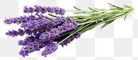 PNG Lavender flower plant transparent background