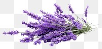 PNG Lavender flower plant transparent background