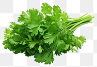 PNG Parsley plant herbs food transparent background