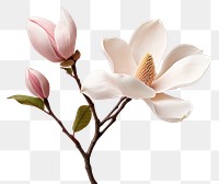 PNG Flower magnolia blossom orchid.