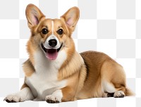 PNG Mammal animal dog pet. 