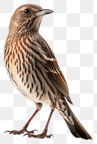 PNG Sparrow animal bird wildlife. 