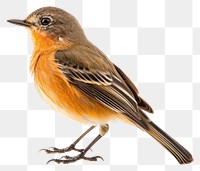 PNG Animal robin beak bird. AI generated Image by rawpixel.