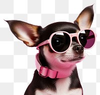 PNG Chihuahua glasses sunglasses fashion. 