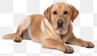 PNG Animal mammal dog pet. AI generated Image by rawpixel.