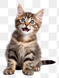 PNG Mammal animal kitten cute transparent background