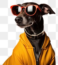 PNG Sunglasses greyhound portrait mammal transparent background