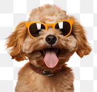 PNG Sunglasses dog mammal animal. 