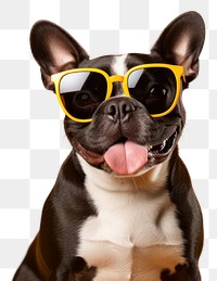 PNG Sunglasses dog bulldog mammal transparent background
