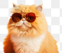PNG Sunglasses mammal animal kitten transparent background