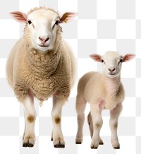 PNG Livestock animal mammal sheep. AI generated Image by rawpixel.