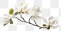 PNG Magnolia blossom flower orchid.