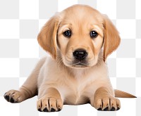 PNG Animal mammal puppy dog. AI generated Image by rawpixel.