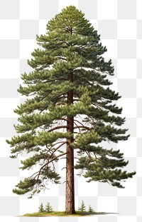 PNG Plant tree pine fir. 