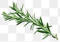 PNG Rosemary plant green herbs transparent background