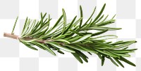 PNG Rosemary plant herbs fir transparent background