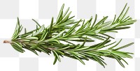 PNG Rosemary plant herbs fir transparent background