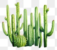 PNG  Cactus plant freshness vegetable. AI generated Image by rawpixel.