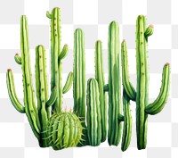 PNG Cactus plant freshness vegetable. 