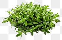 PNG Plant herbs leaf transparent background