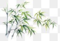 PNG Bamboo plant freshness cannabis