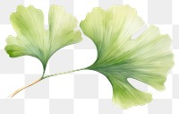PNG Leaf plant white background freshness. AI generated Image by rawpixel.