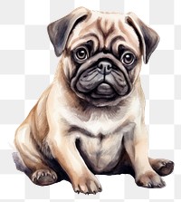 PNG Dog mammal animal pug. 