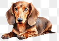 PNG Dog dachshund animal mammal. 