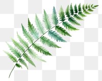 PNG Leaf fern plant  