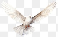 PNG Animal flying white bird