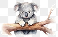 PNG Koala wildlife mammal animal. 