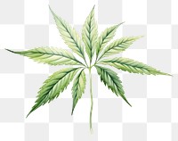 PNG Leaf plant herbs hemp. 