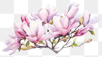 PNG Flower magnolia blossom plant. 