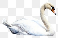 PNG Animal bird swan waterfowl. 