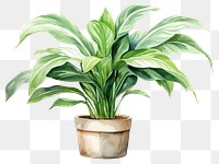 PNG Plant leaf houseplant flowerpot. 