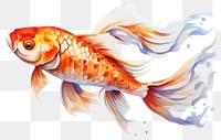 PNG Goldfish animal pomacentridae underwater. 