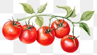 PNG Tomato vegetable fruit plant. 