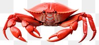 PNG Crab lobster seafood animal transparent background