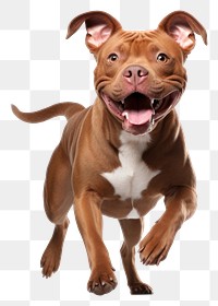 PNG Pitbull mammal animal boxer. 